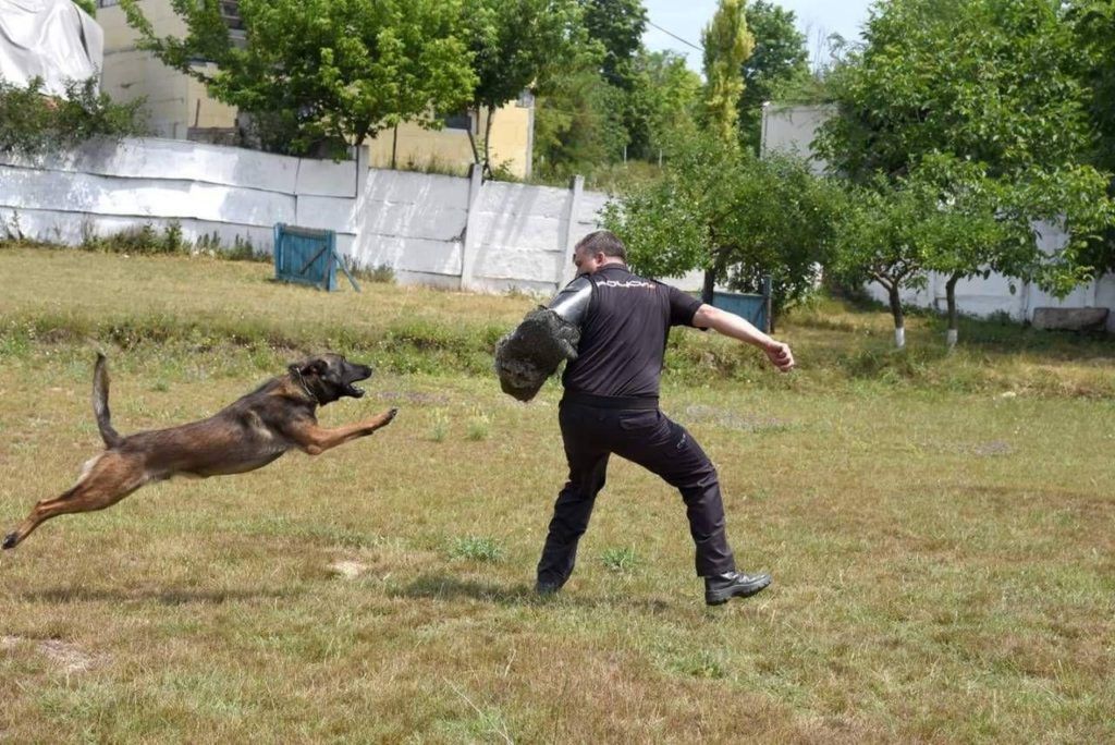 
                        Hrana umedă și hrana uscată pentru câini și calea spre cea mai bună performanță canină
                    