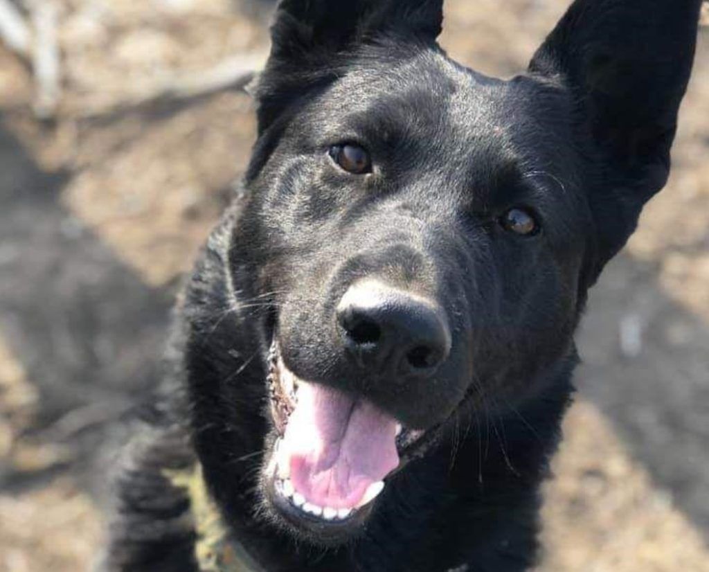 
                        Hrana umedă și hrana uscată pentru câini și calea spre cea mai bună performanță canină
                    