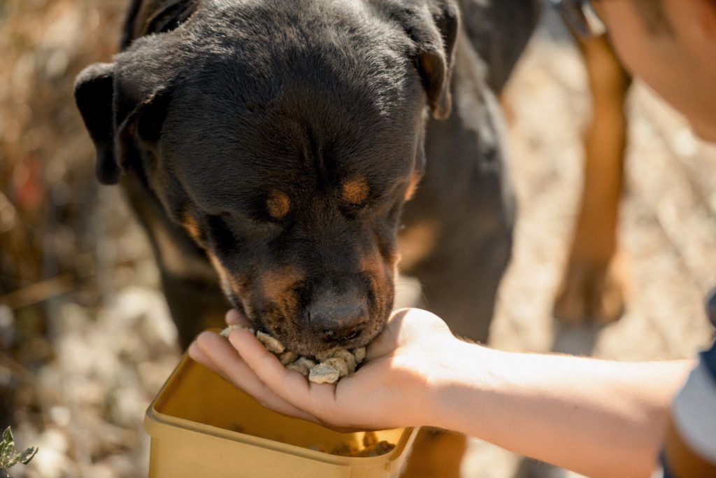 
                        Hrana umedă și hrana uscată pentru câini și calea spre cea mai bună performanță canină
                    