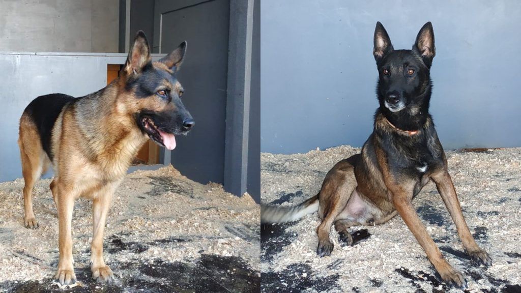 
                        Hrana umedă și hrana uscată pentru câini și calea spre cea mai bună performanță canină
                    